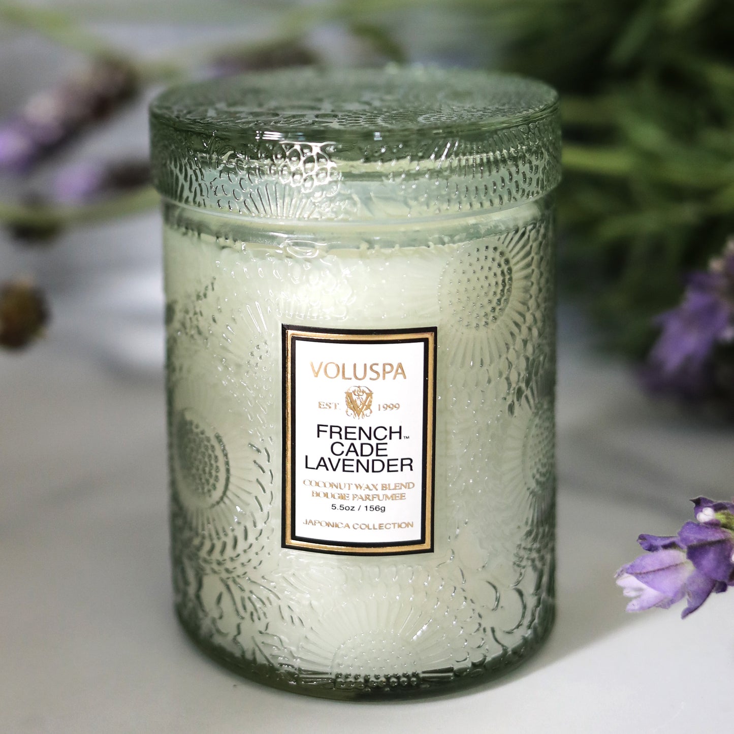 FRENCH CADE LAVENDER - MOYEN