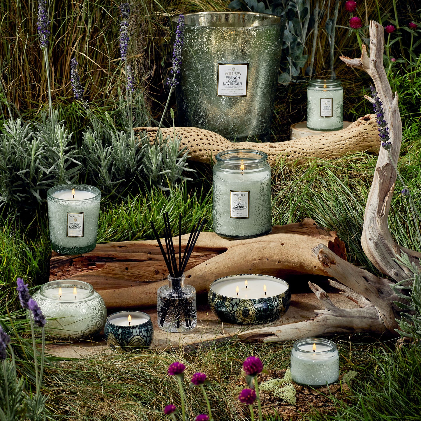 FRENCH CADE LAVENDER - PETIT