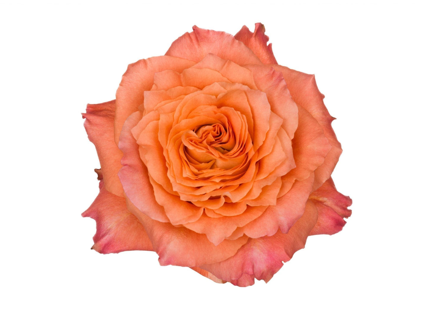 BOUQUET DE 6 ROSES