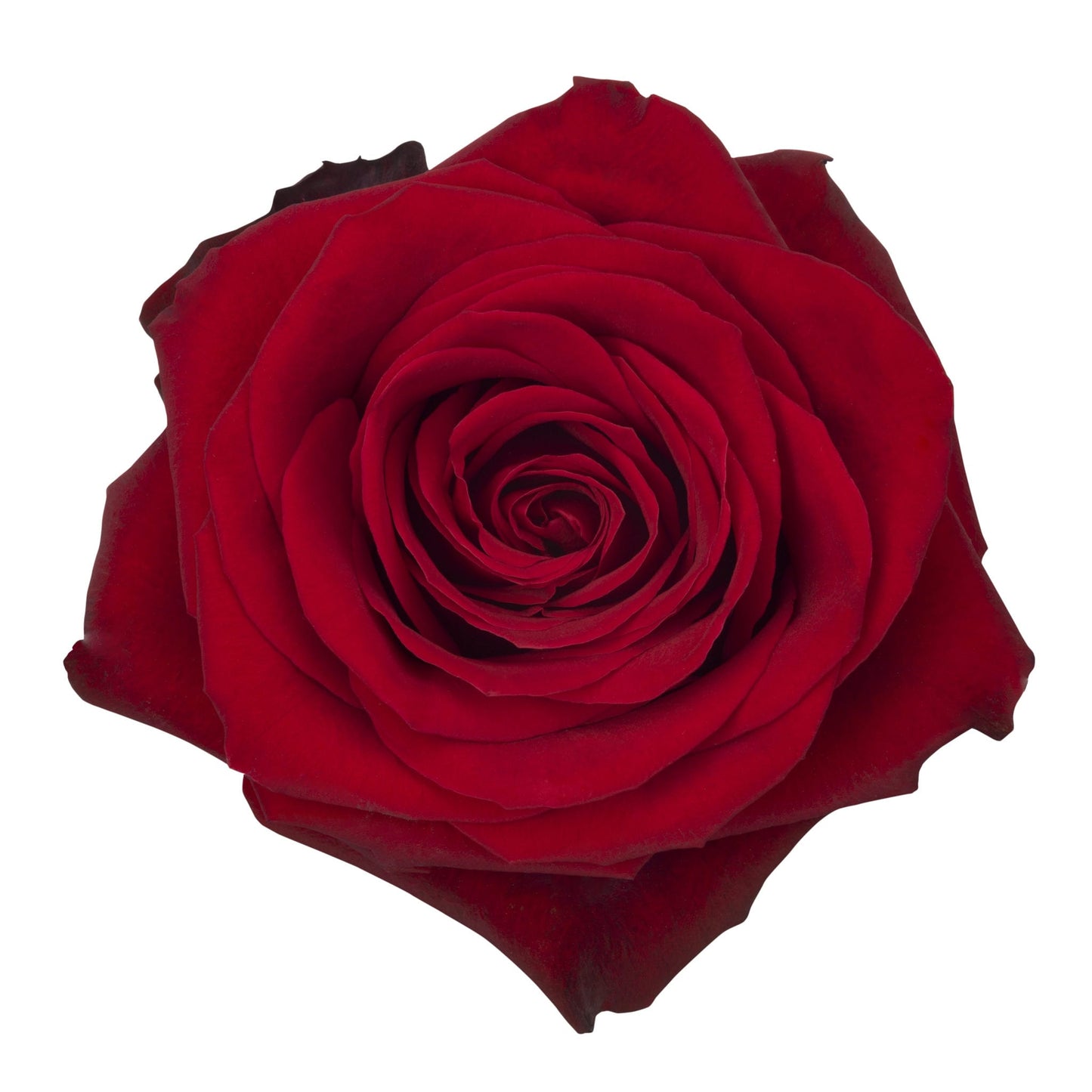 BOUQUET DE 6 ROSES