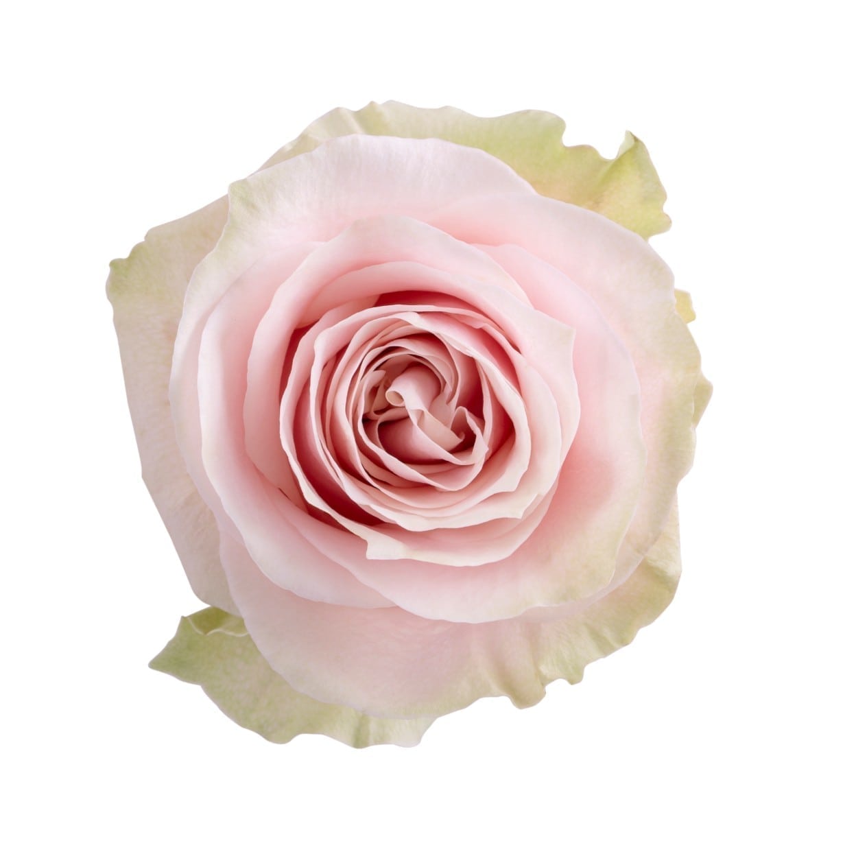 BOUQUET DE 12 ROSES
