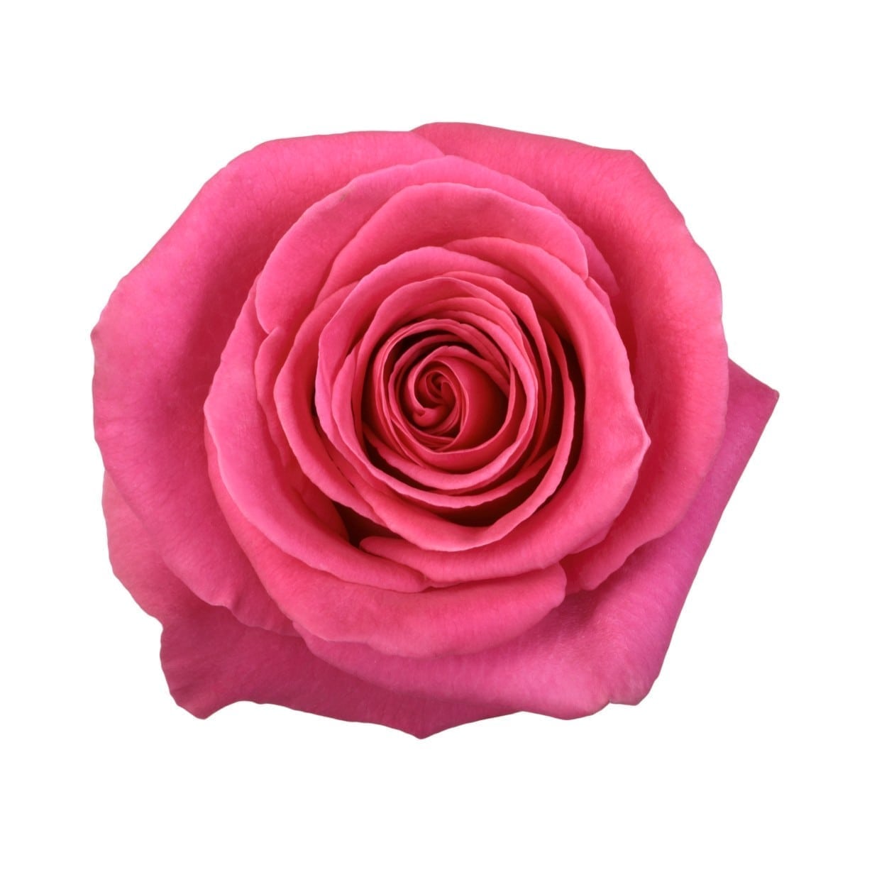 BOUQUET DE 12 ROSES
