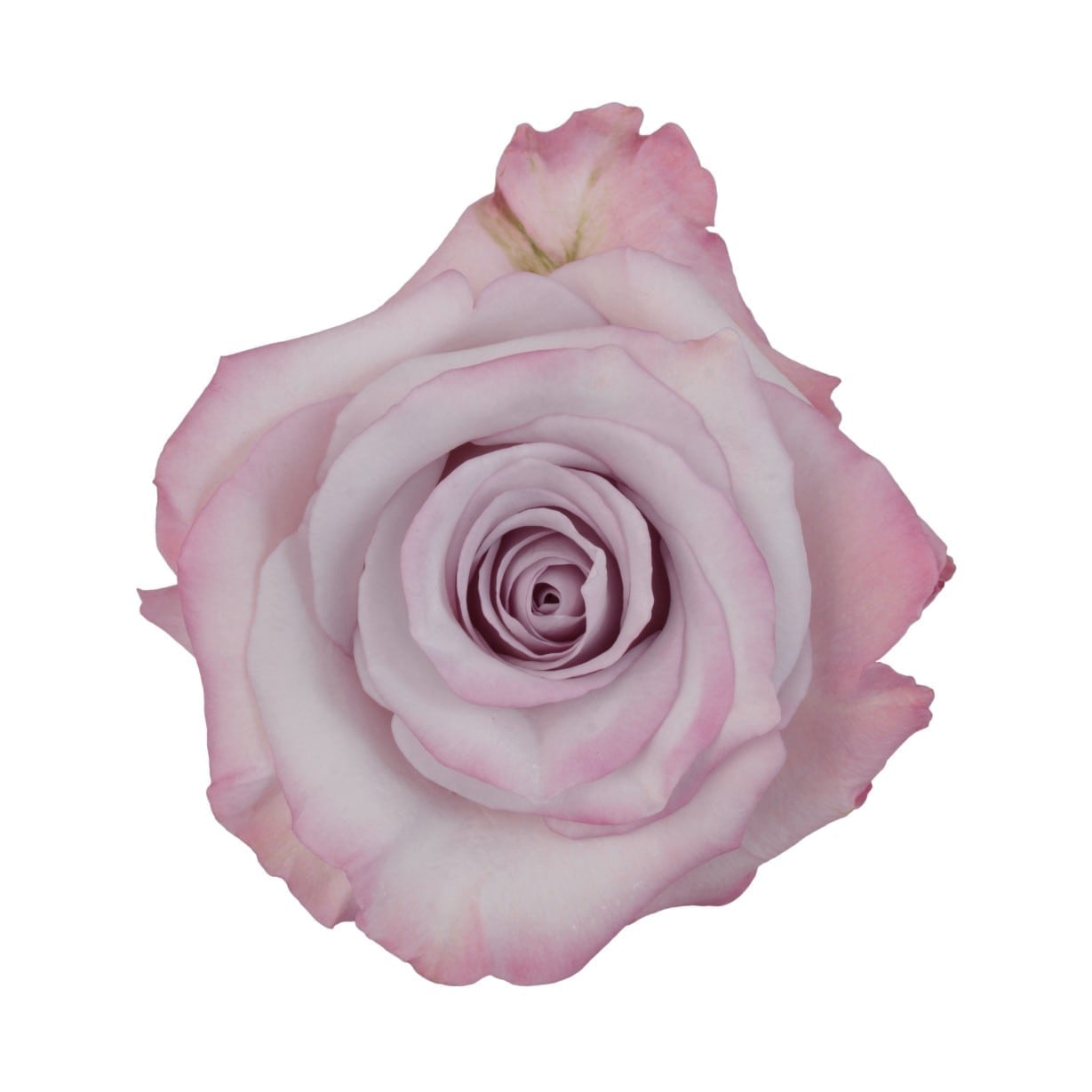 BOUQUET DE 6 ROSES