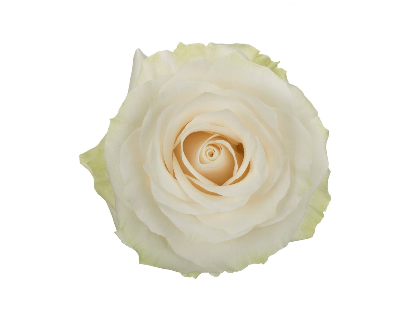 BOUQUET DE 6 ROSES