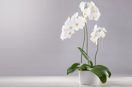 ORCHIDÉE PHALAENOPSIS TRIPLE