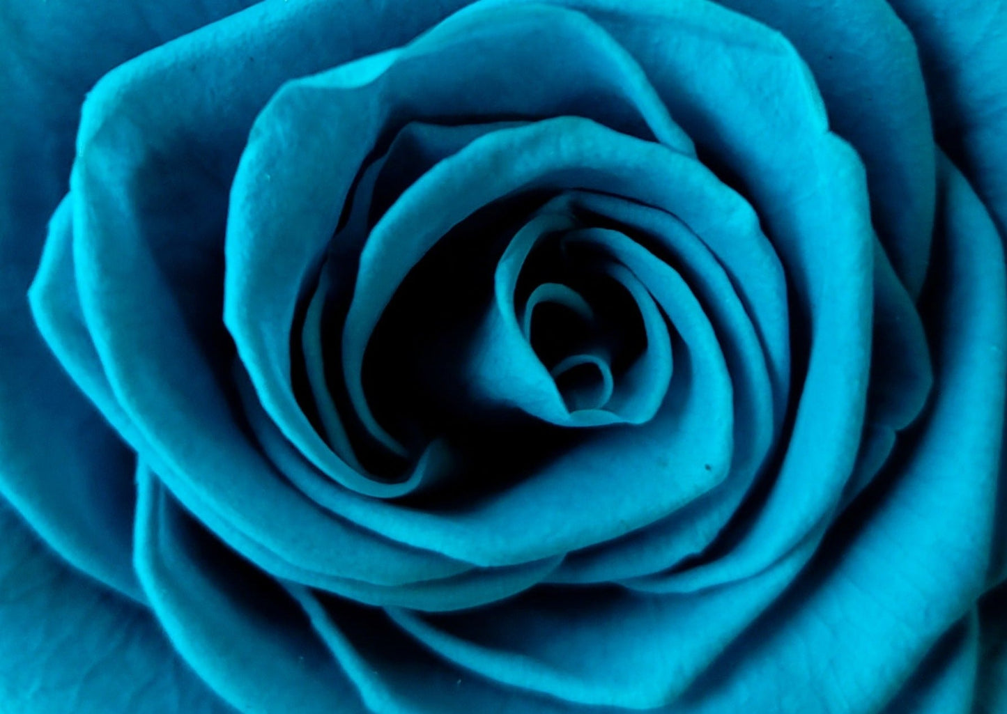 BULLE DE VERRE AVEC ROSES ÉTERNELLES