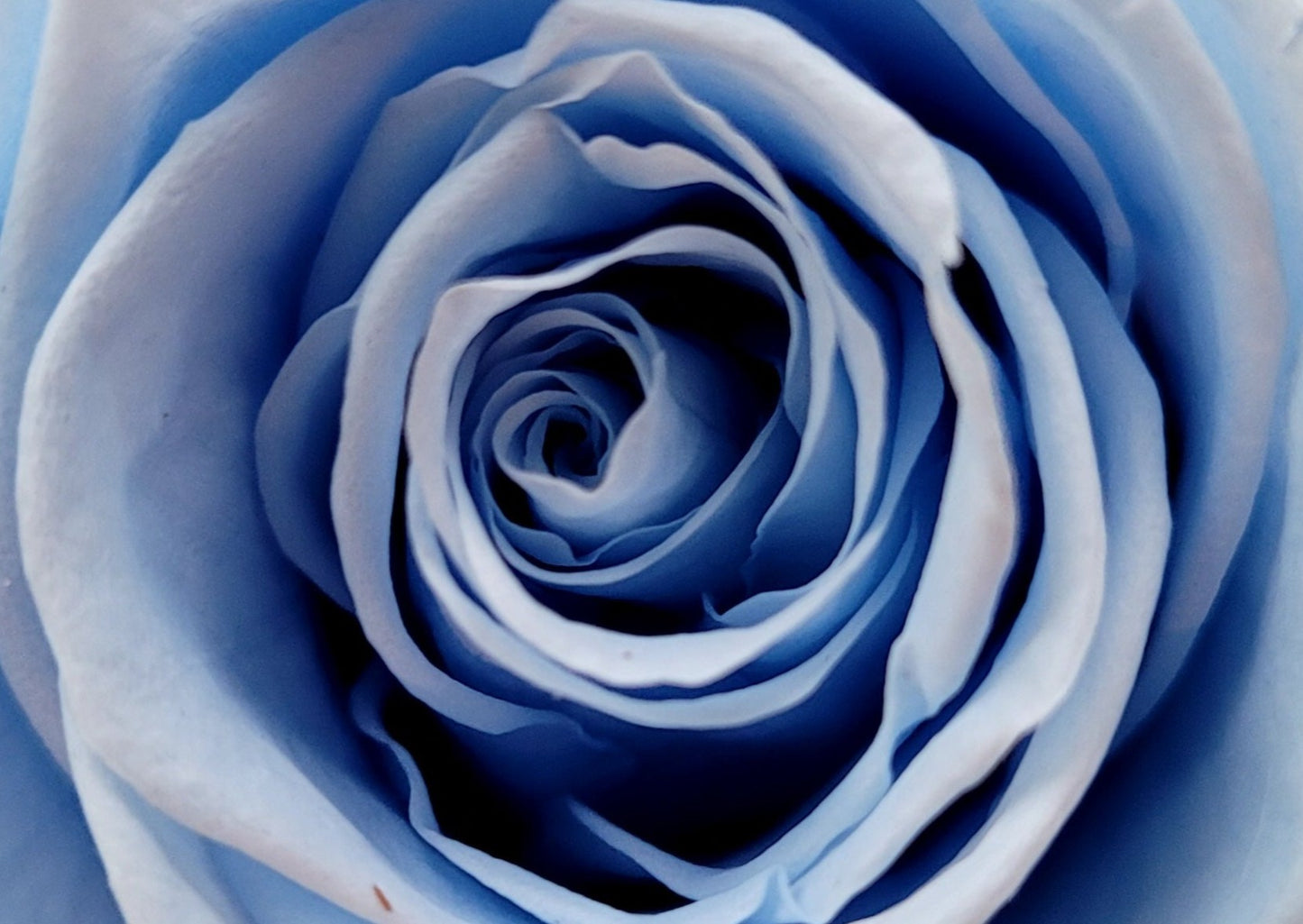 BOUQUET DE ROSES ÉTERNELLES