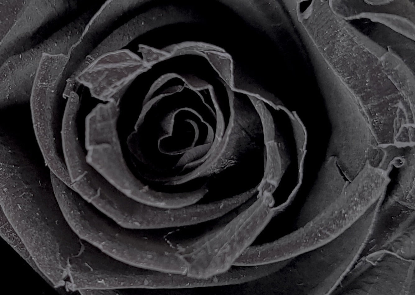BULLE DE VERRE AVEC ROSES ÉTERNELLES