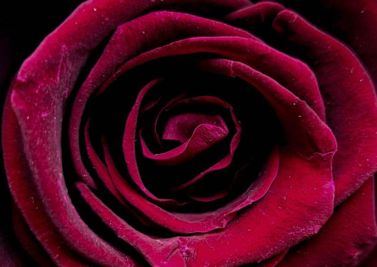 BOUQUET DE ROSES ÉTERNELLES