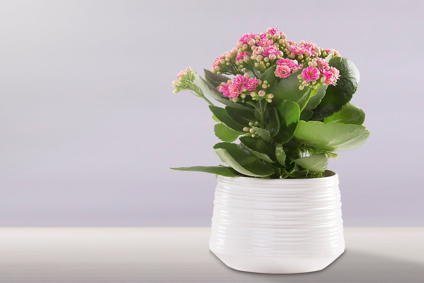KALANCHOE