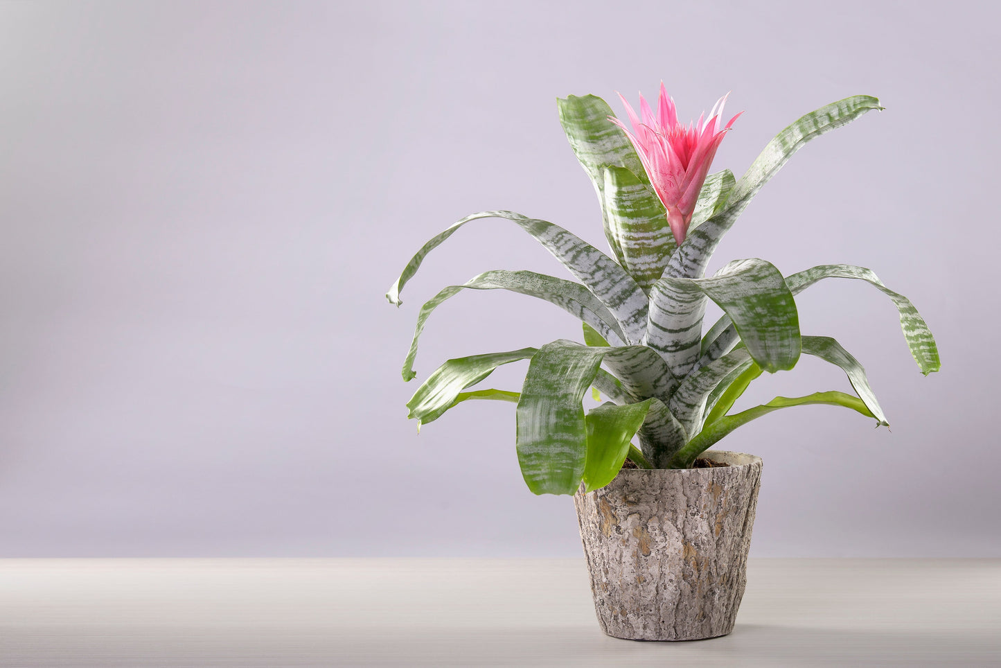 BROMELIA AECHMEA FASCIATA