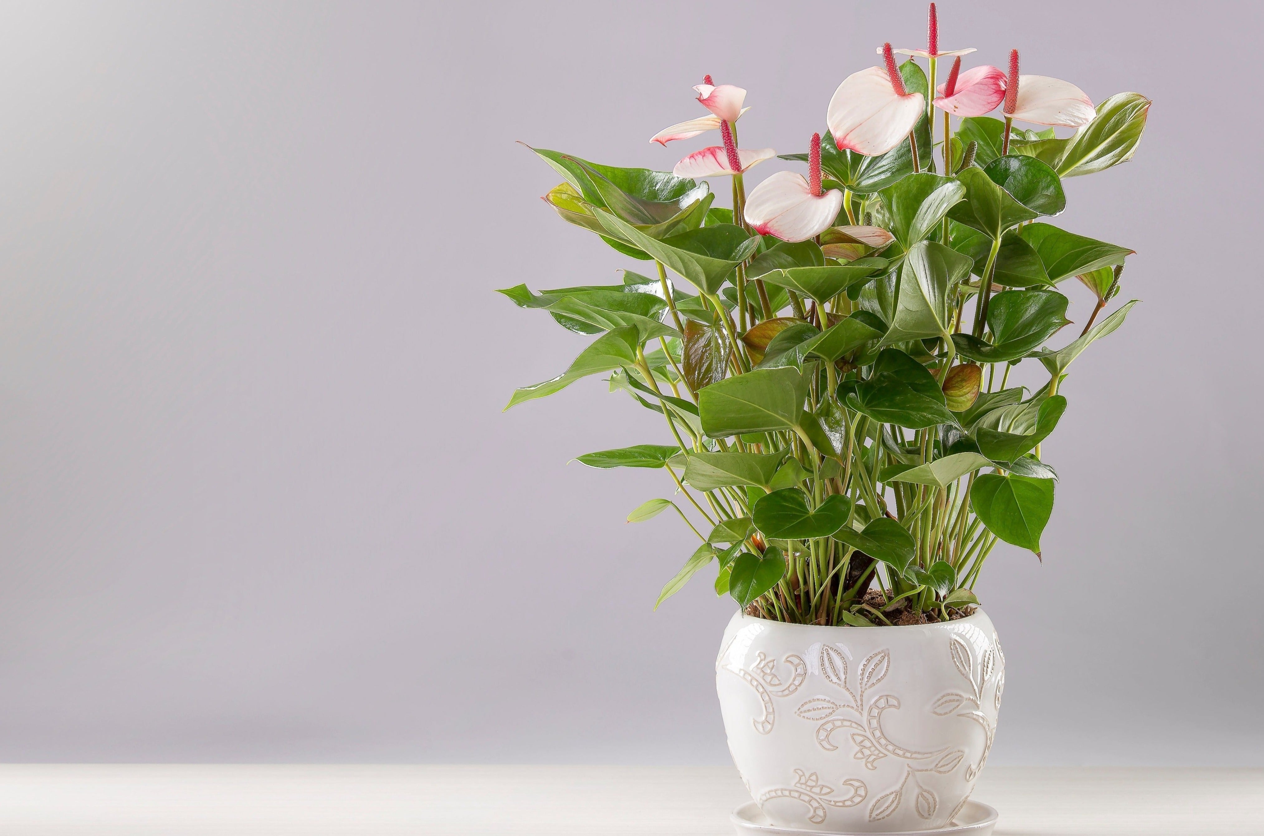 anthurium blanche ANTHURIUM ROSÉ – CARTE BLANCHE