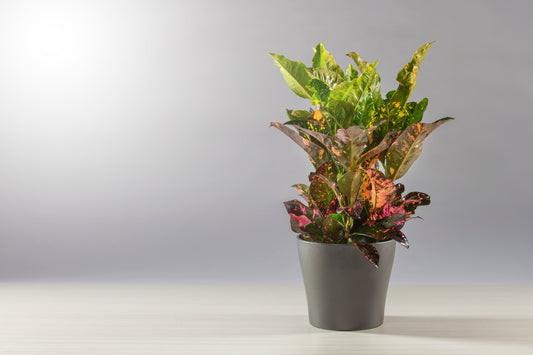 CODIAEUM BATIK - CROTON