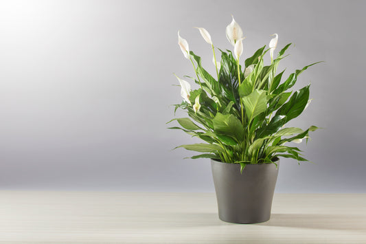 SPATHIPHYLLUM - LYS DE PAIX