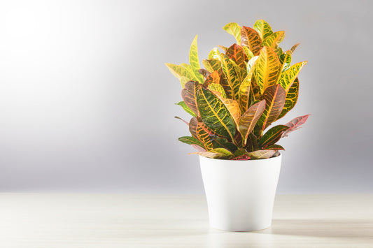 CODIAEUM RINA - CROTON