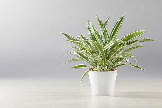 DRACEANA WHITE STRIPE