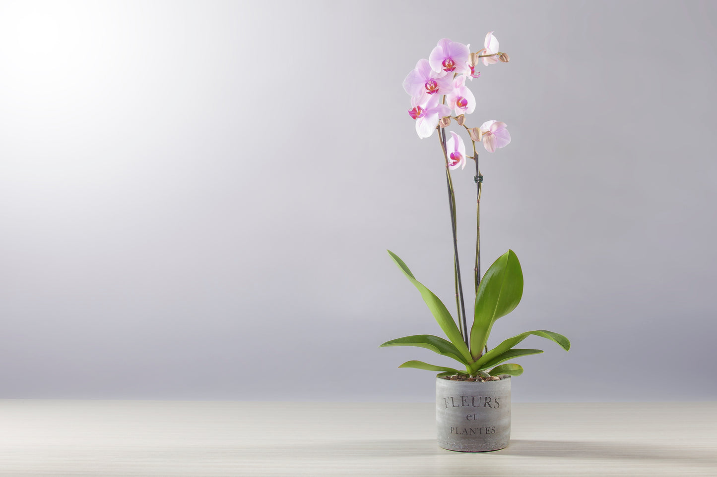 ORCHIDÉE PHALAENOPSIS DOUBLE