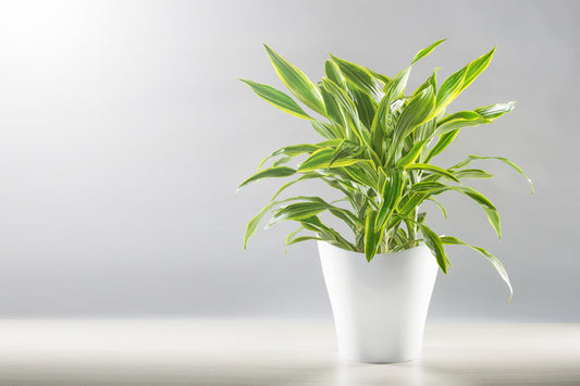 DRACEANA YELLOW STRIPE