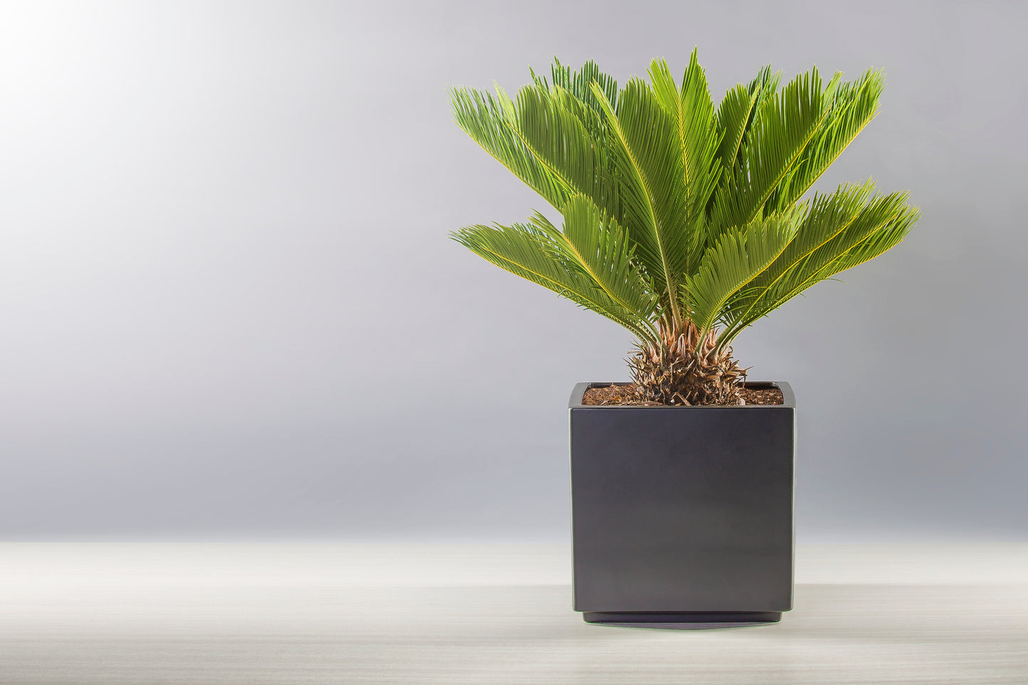 CYCAS