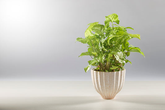 SYNGONIUM WHITE BUTTERFLY