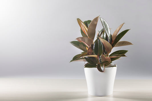 FICUS ELASTICA MELANY - CAOUTCHOU