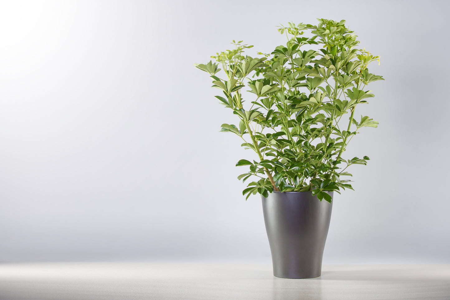 SCHEFFLERA COMPACTA