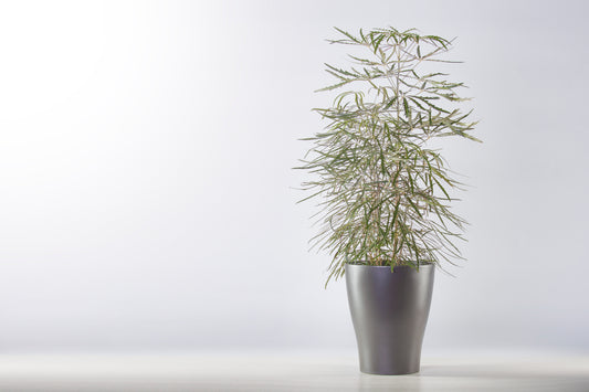 DIZYGOTHECA - FAUX ARALIA