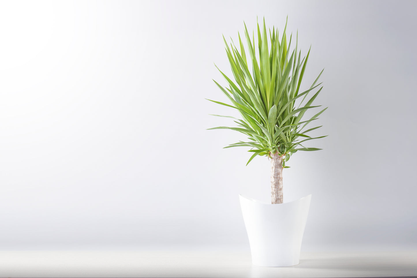YUCCA