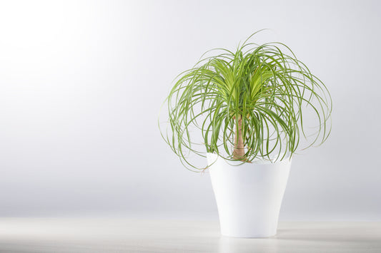 BEAUCARNEA - PIED D'ÉLÉPHANT