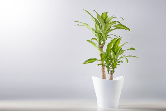 DRACEANA MASSANGEANA