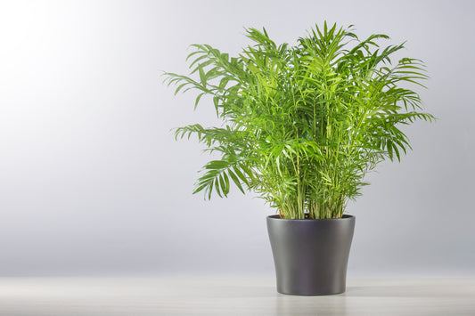 CHAMAEDOREA ELEGANT - PALMIER