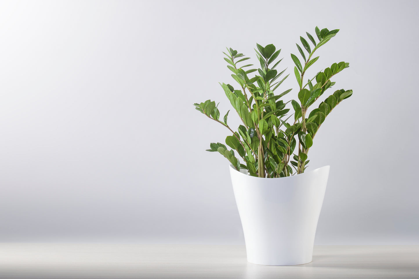 ZAMIOCULCAS
