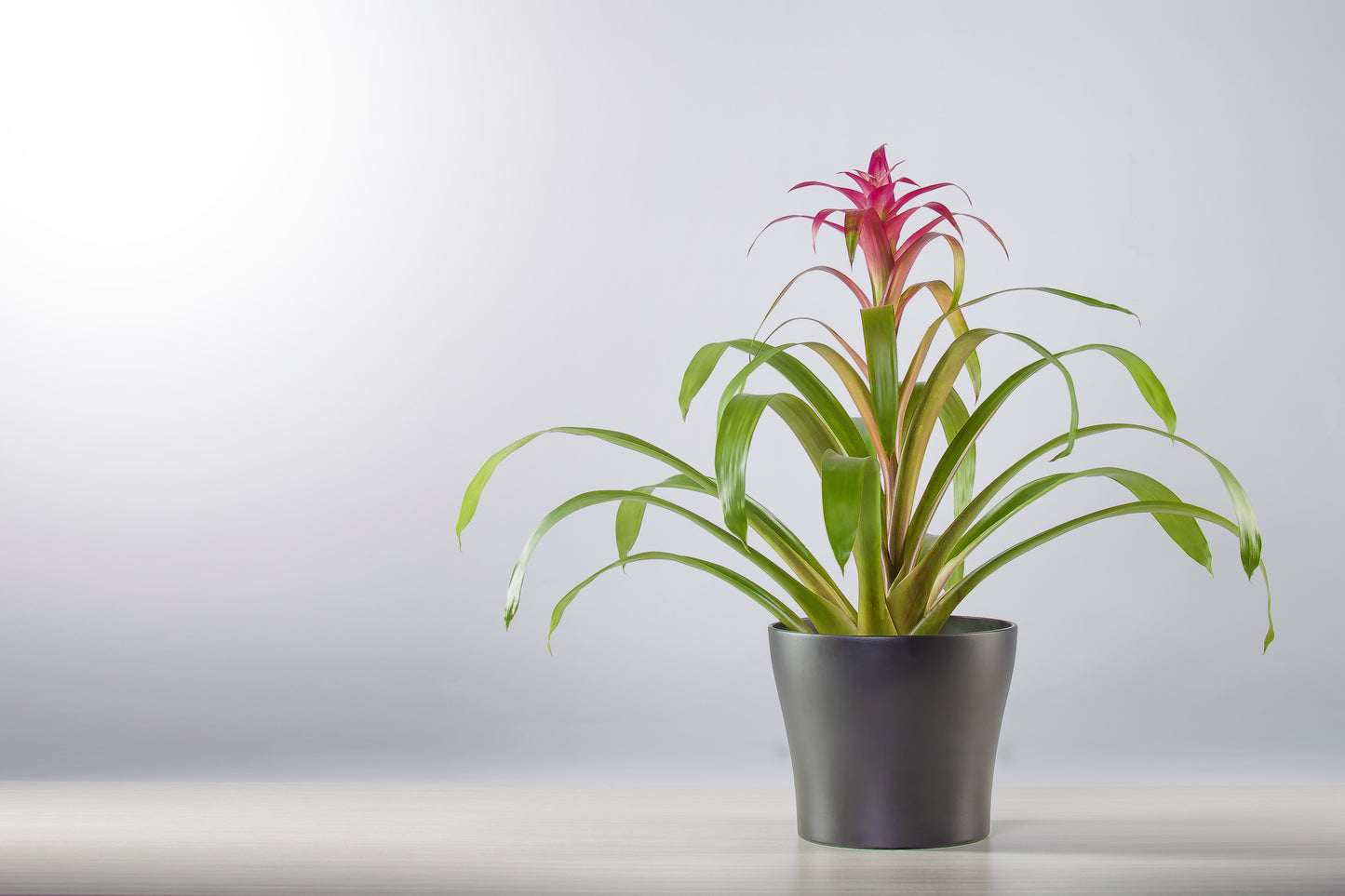 BROMÉLIA GUZMANIA