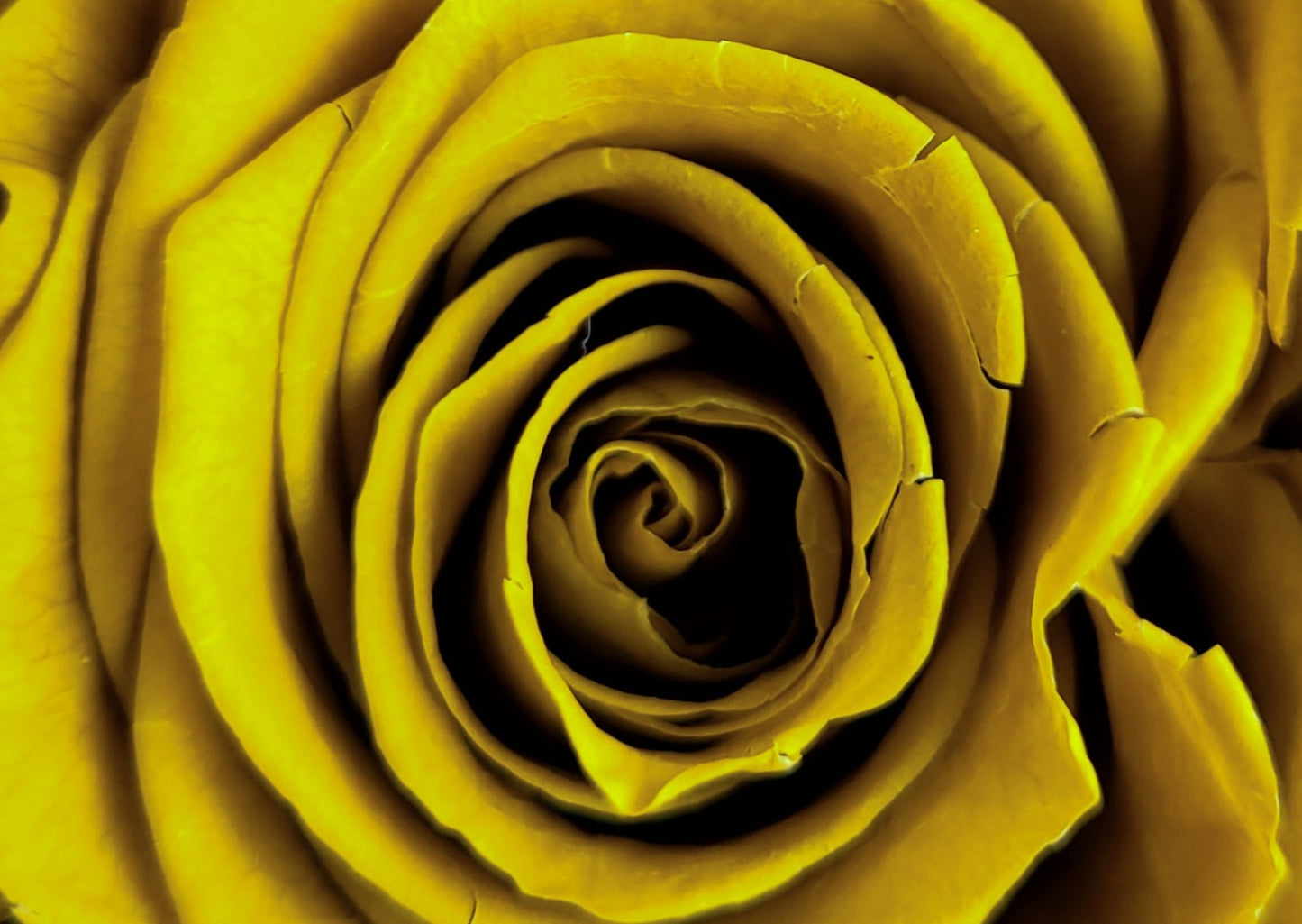 BOUQUET DE ROSES ÉTERNELLES