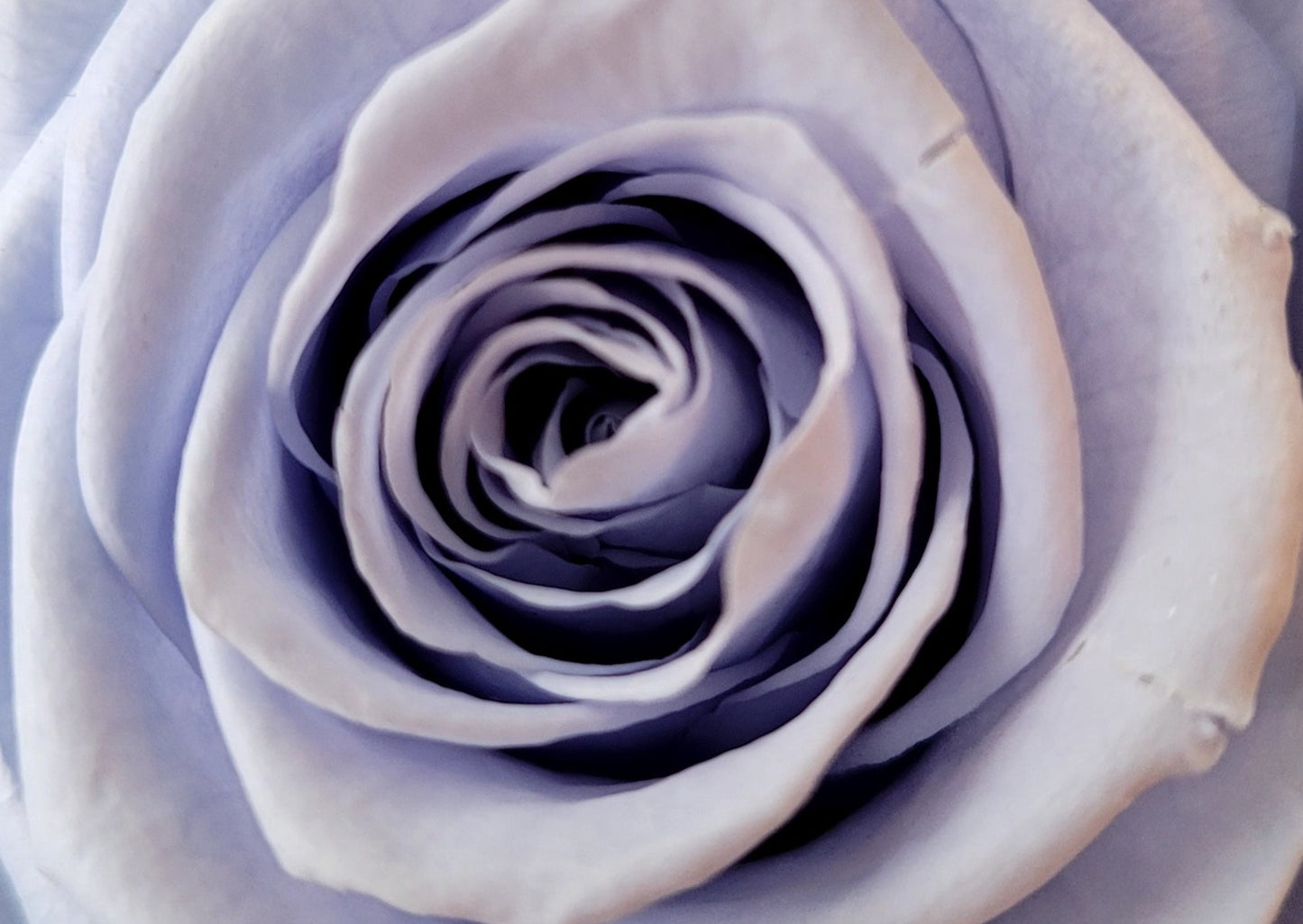 BOUQUET DE ROSES ÉTERNELLES
