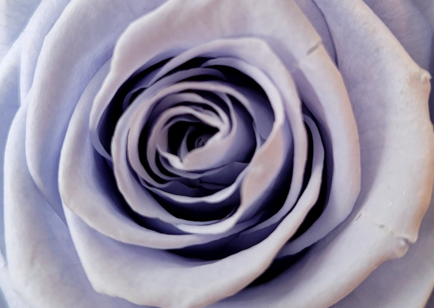 BULLE DE VERRE AVEC ROSES ÉTERNELLES