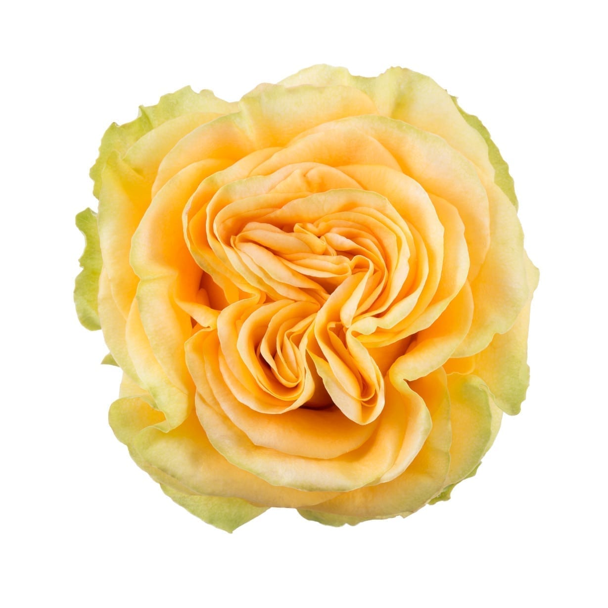 BOUQUET DE 12 ROSES