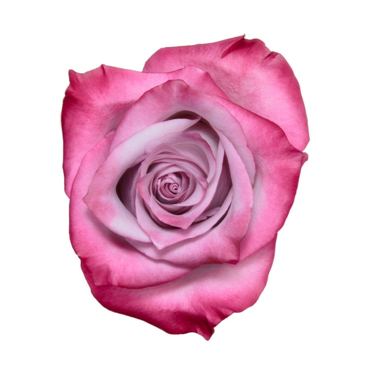 BOUQUET DE 12 ROSES