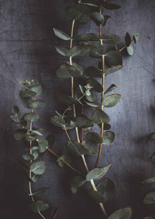 BOUQUET D'EUCALYPTUS