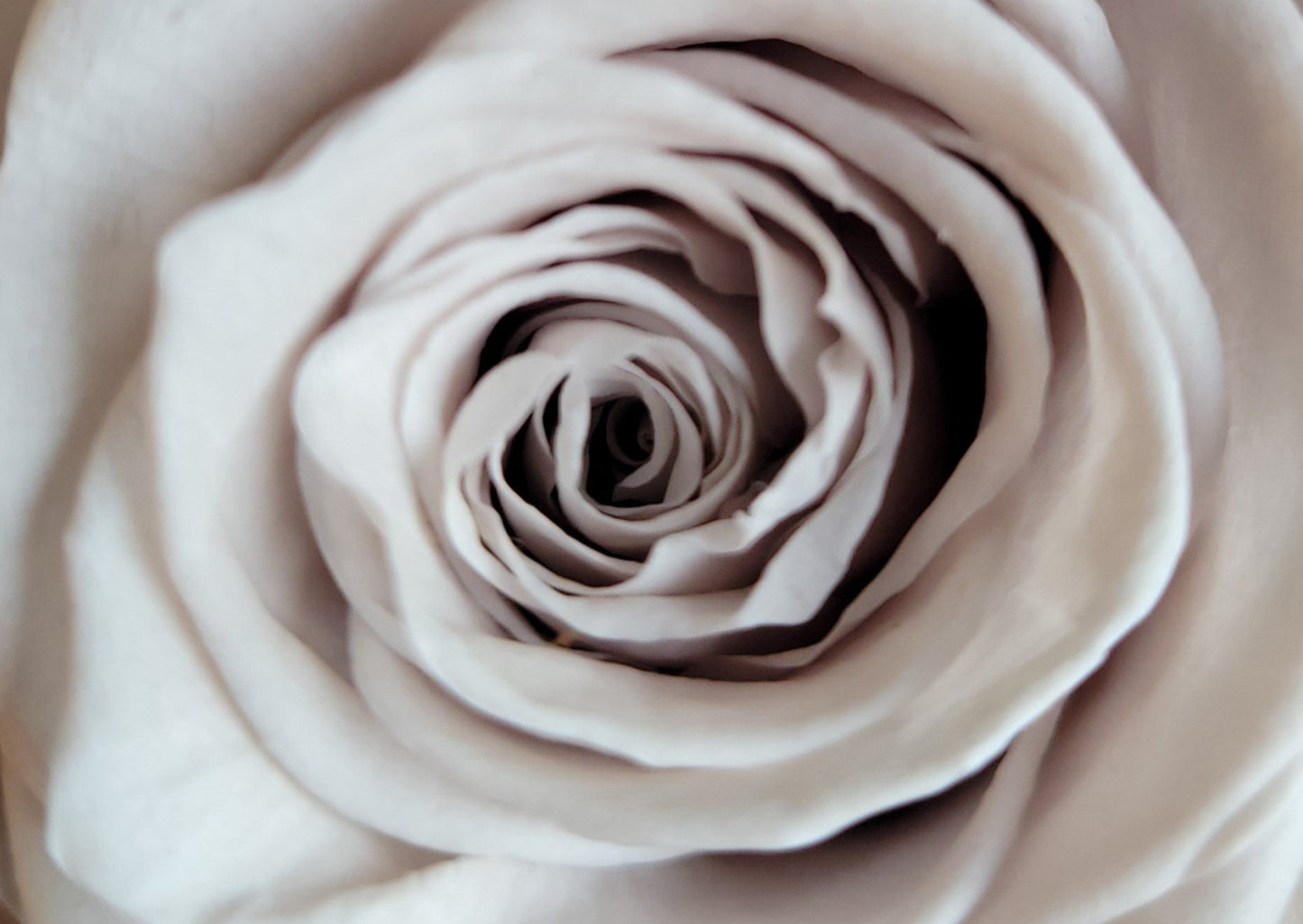 BOUQUET DE ROSES ÉTERNELLES