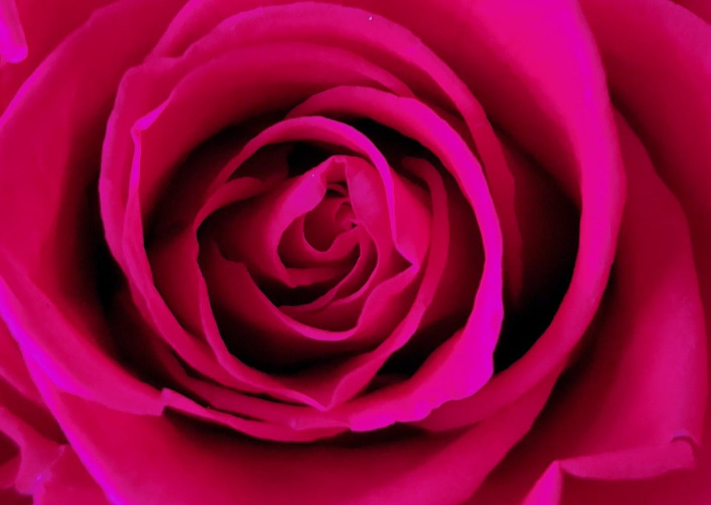 BOUQUET DE ROSES ÉTERNELLES