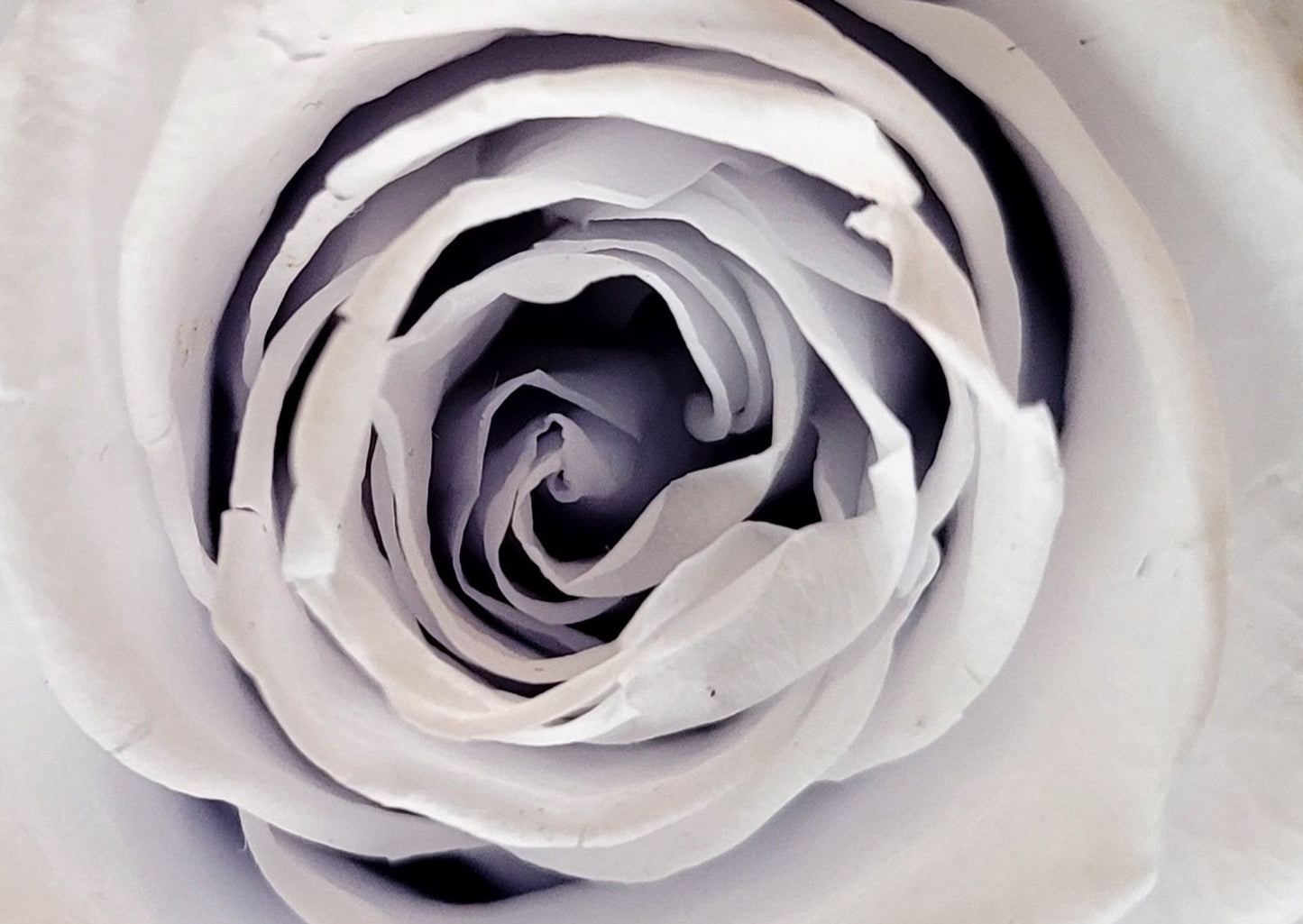 BOUQUET DE ROSES ÉTERNELLES