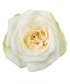 BOUQUET DE 12 ROSES