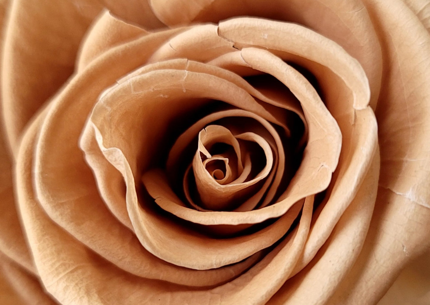 BOUQUET DE ROSES ÉTERNELLES