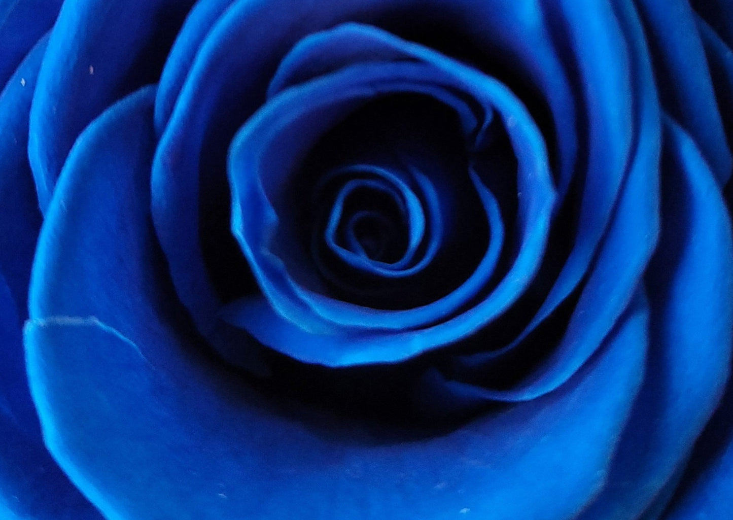BOUQUET DE ROSES ÉTERNELLES