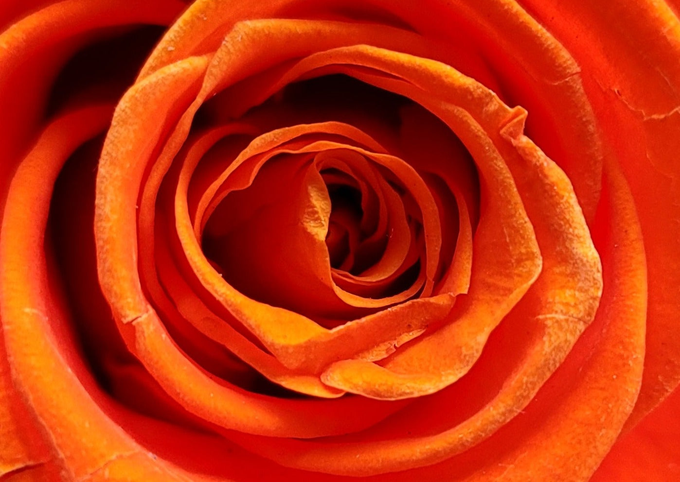 BOUQUET DE ROSES ÉTERNELLES