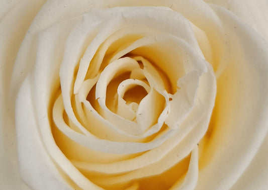 BOUQUET DE ROSES ÉTERNELLES