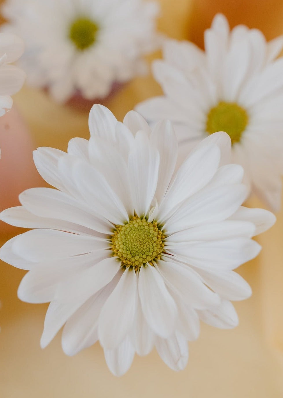 BOUQUET DE MARGUERITE