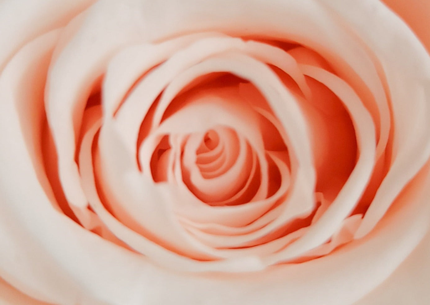 BOUQUET DE ROSES ÉTERNELLES