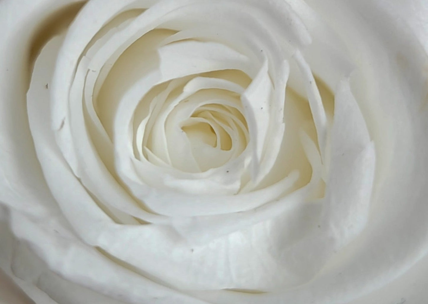 BOUQUET DE ROSES ÉTERNELLES